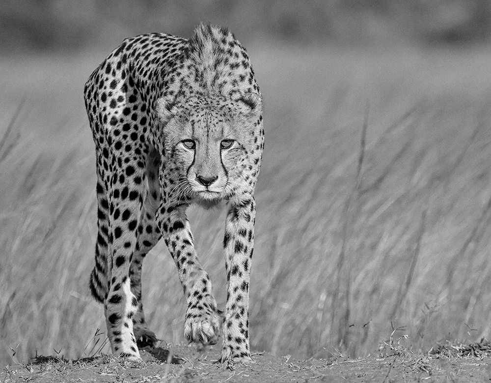 Focused Predator art print by Jaco Marx for $57.95 CAD