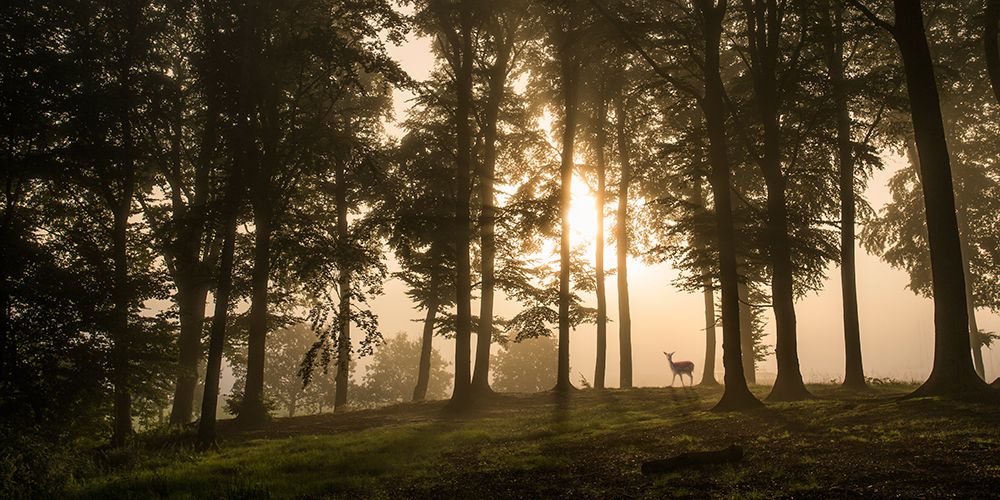 Deer In The Morning Mist. art print by Leif Londal for $57.95 CAD
