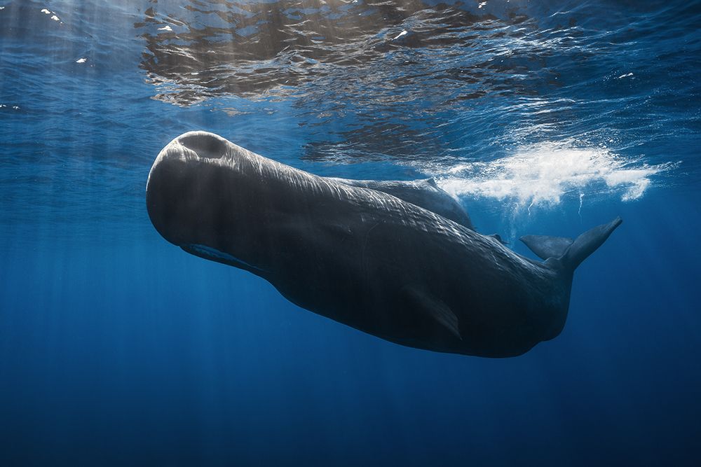 Sperm whale art print by Barathieu Gabriel for $57.95 CAD