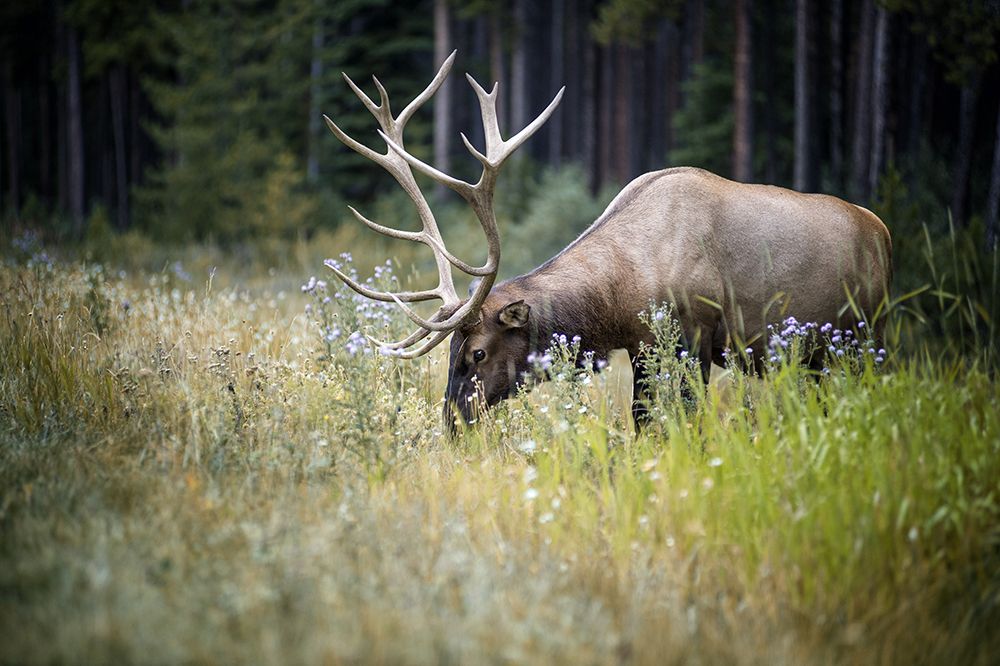 The Elk art print by Andrea Auf dem for $57.95 CAD