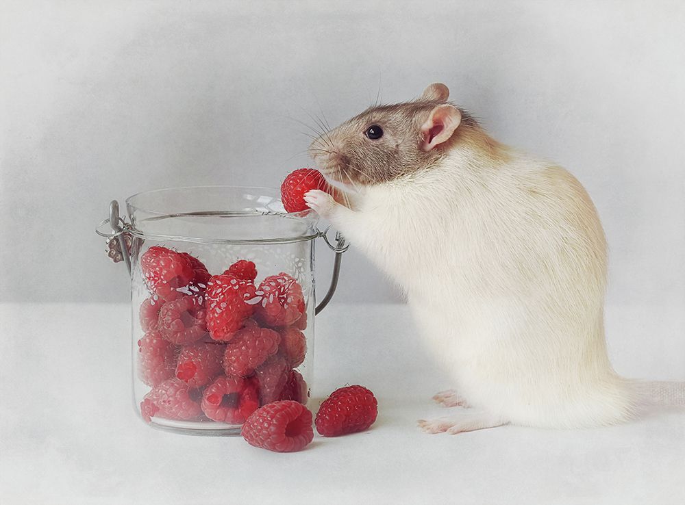 Always eat healthy :) art print by Ellen van Deelen for $57.95 CAD