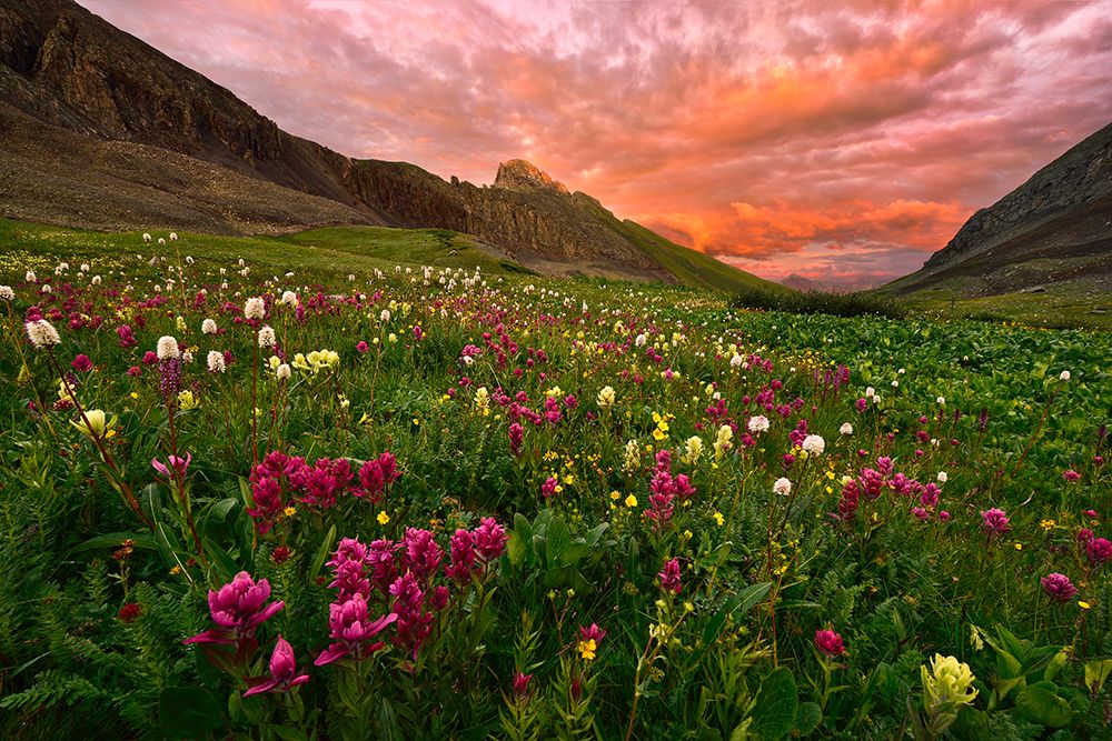 Carpet Of Wildflowers art print by Mei Xu for $57.95 CAD