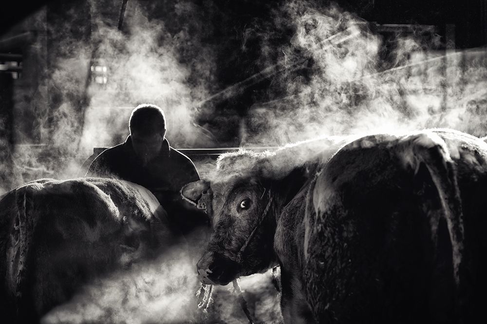 Farm Life art print by Piet Flour for $57.95 CAD