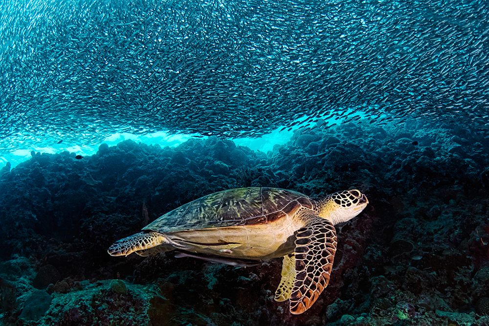 Turtle And Sardines art print by Henry Jager for $57.95 CAD