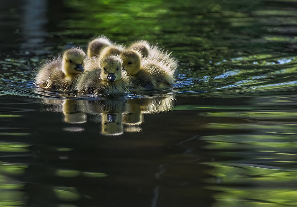 Cute Baby Canada Geese art print by Xiaobing Tian for $57.95 CAD