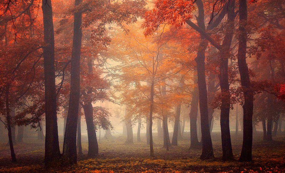 Feel art print by Ildiko Neer for $57.95 CAD