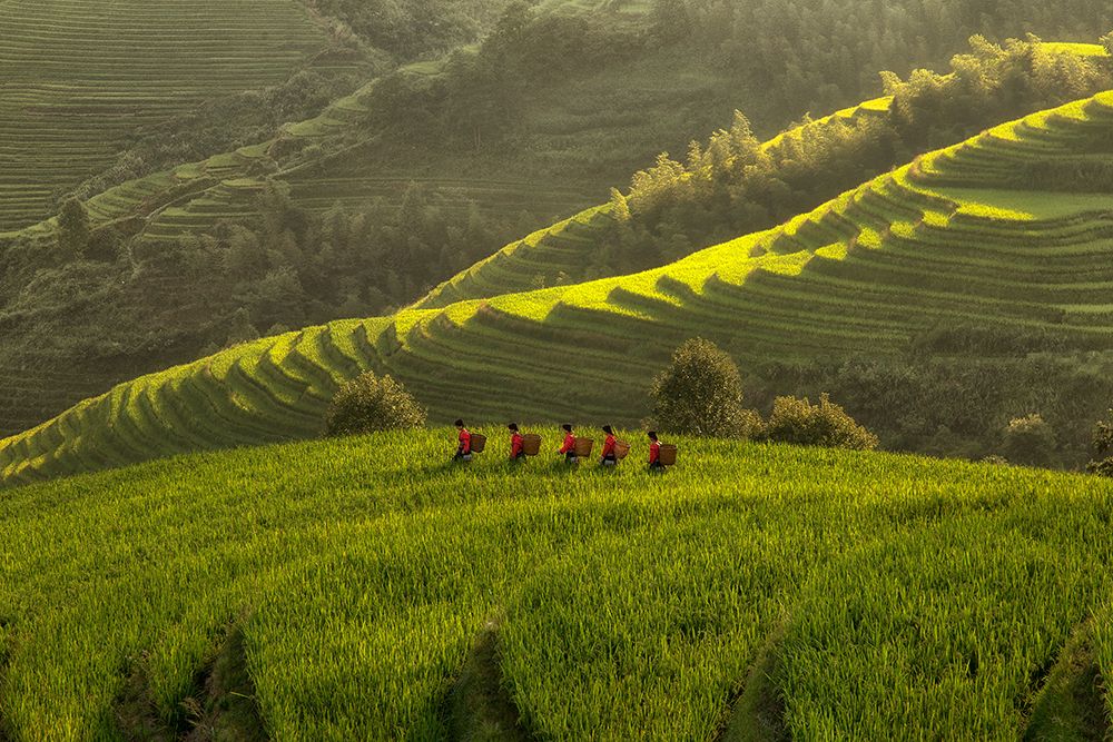 Five Ladies In Rice Fields art print by Max Witjes for $57.95 CAD
