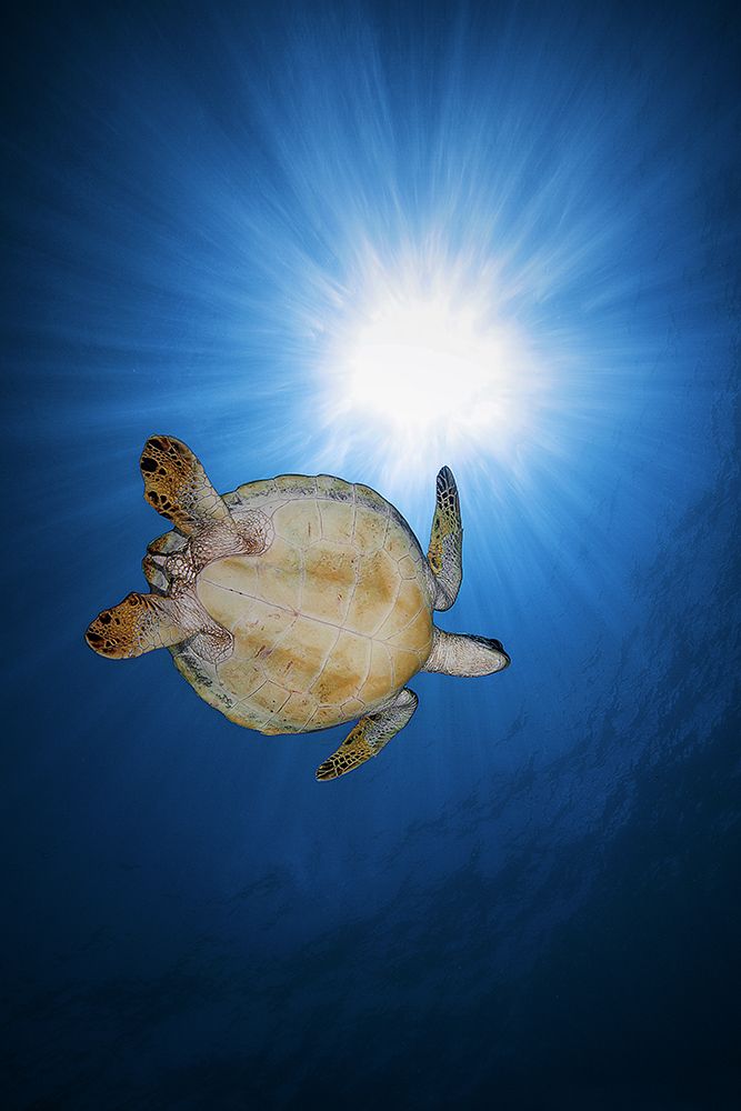 Green turtle art print by Barathieu Gabriel for $57.95 CAD
