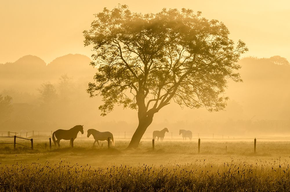 Golden Horses art print by Richard Guijt for $57.95 CAD
