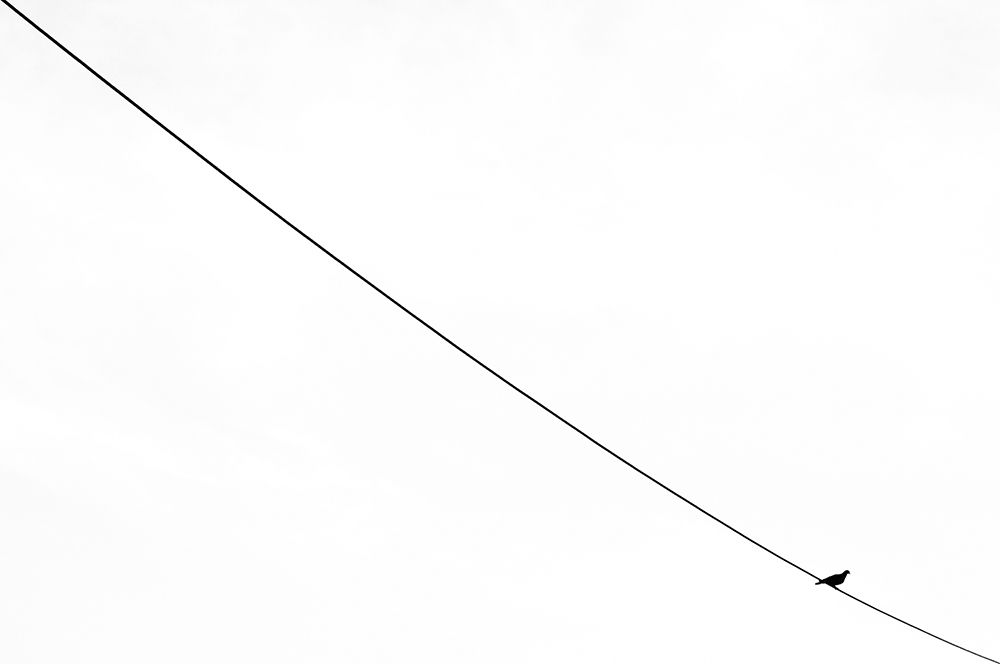 Minimal Bird on Wire art print by Ali Ayer for $57.95 CAD