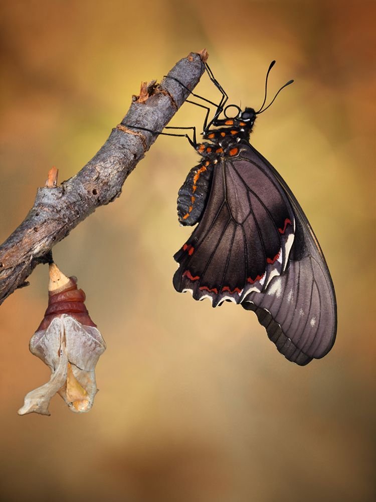 Birth Of A Swallowtail art print by Jimmy Hoffman for $57.95 CAD