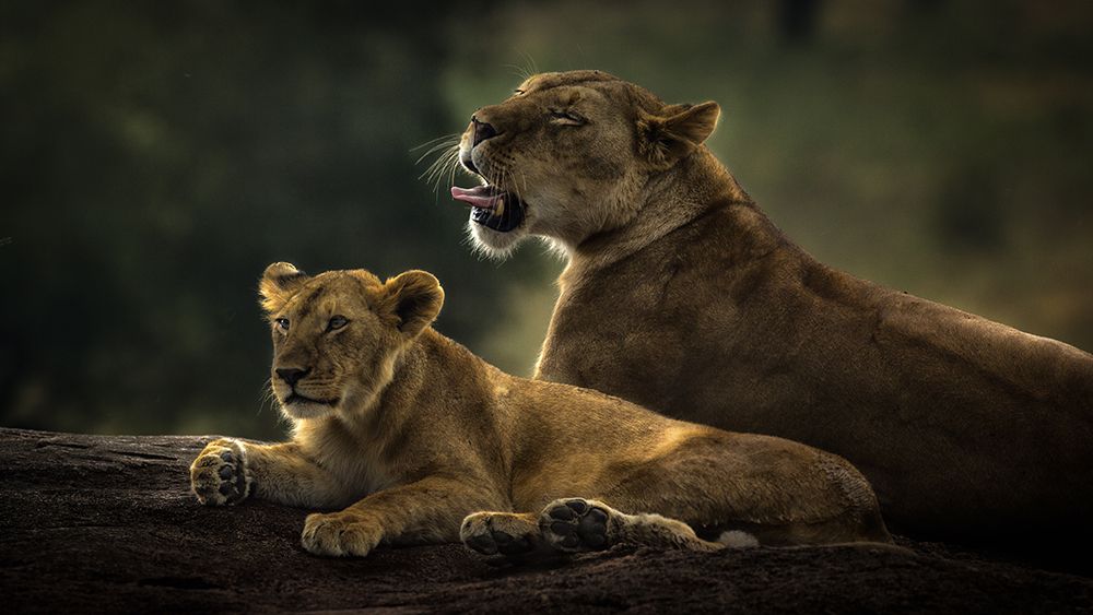 Family art print by Prakash for $57.95 CAD
