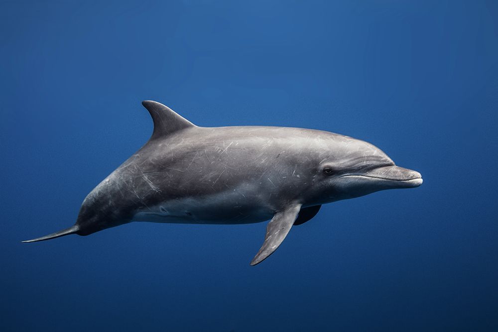 Dolphin art print by Barathieu Gabriel for $57.95 CAD