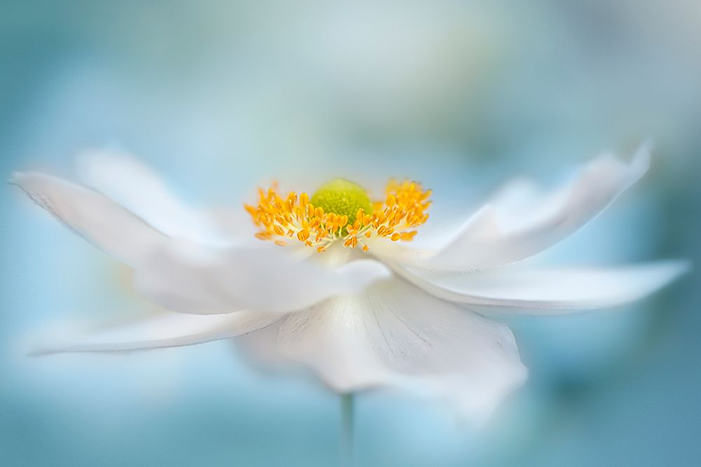 Fragility art print by Jacky Parker for $57.95 CAD