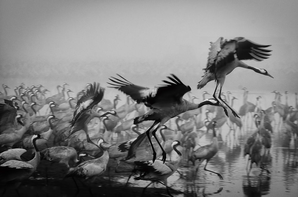 Trio art print by Ido Meirovich for $57.95 CAD