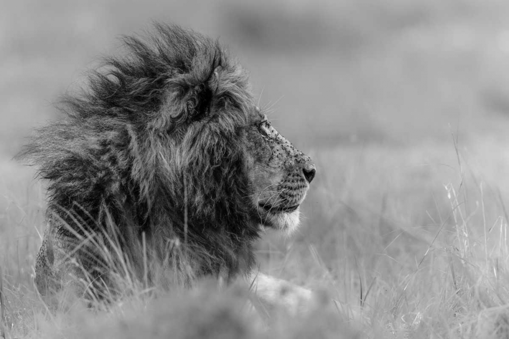 The King Is Alone art print by Massimo Mei for $57.95 CAD