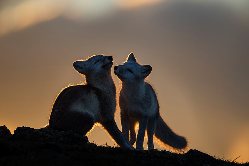 Arctic Fox art print by Arne K Mala for $57.95 CAD
