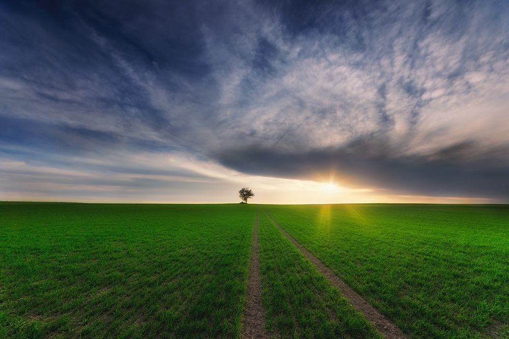 Loner In The Sun art print by Piotr Krol for $57.95 CAD