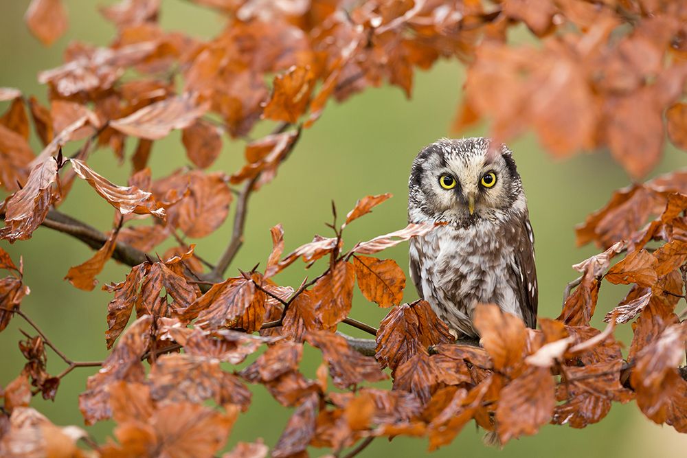 Boreal owl art print by Milan Zygmunt for $57.95 CAD