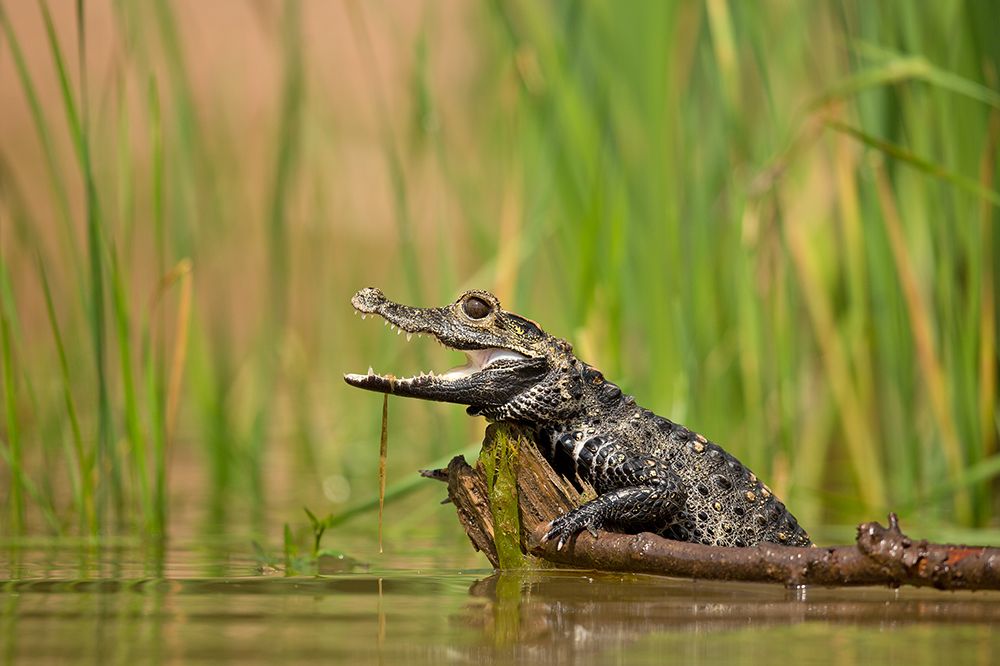 Dwarf crocodile art print by Milan Zygmunt for $57.95 CAD