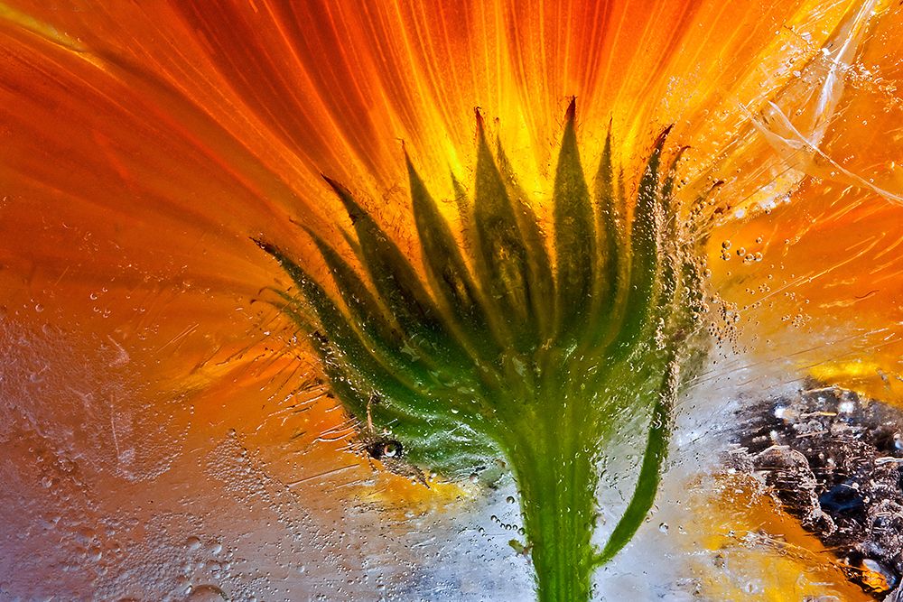 Frozen Marigold art print by Secundino Losada for $57.95 CAD
