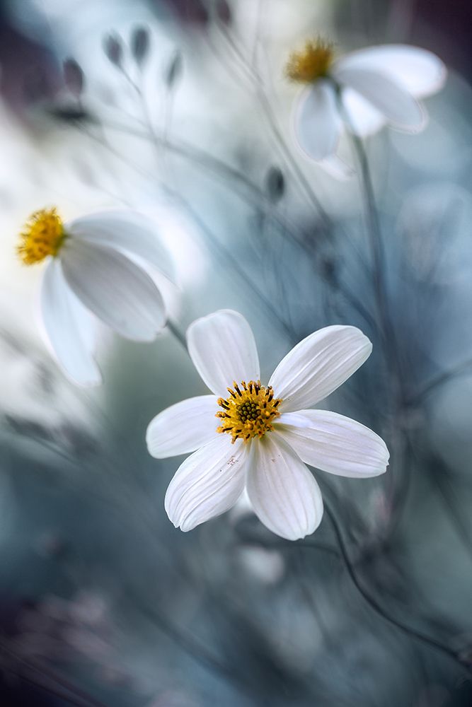 Cosmos art print by Mandy Disher for $57.95 CAD