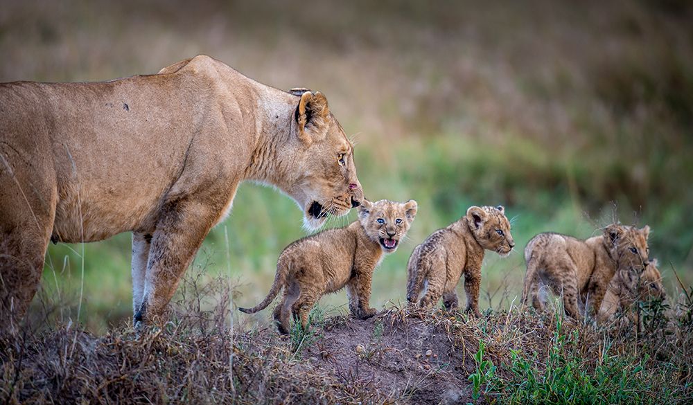 When are we stopping for dinner? art print by Jeffrey C. Sink for $57.95 CAD