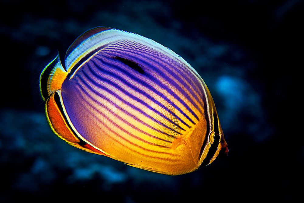 Butterflyfish art print by Barathieu Gabriel for $57.95 CAD
