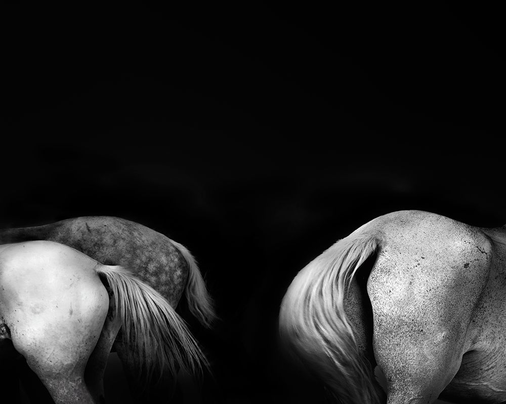 Tail Ends art print by Linda Wride for $57.95 CAD