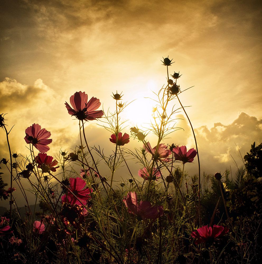 Watching The Sun art print by Christian Marcel for $57.95 CAD