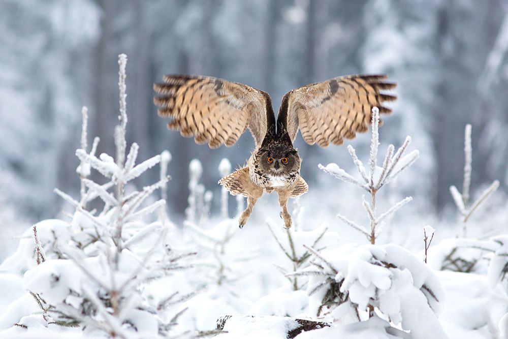 Eurasian Eagle-Owl art print by Milan Zygmunt for $57.95 CAD