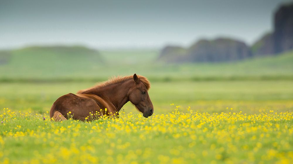 Icelandic horse art print by Milan Zygmunt for $57.95 CAD
