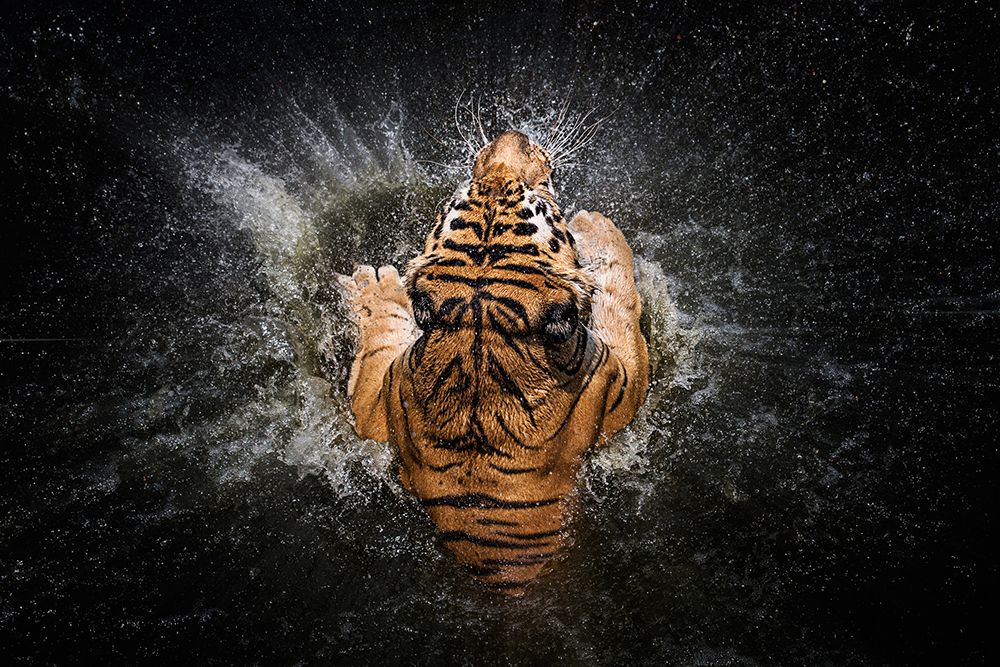 Tiger Splash art print by Erwin Leslie for $57.95 CAD