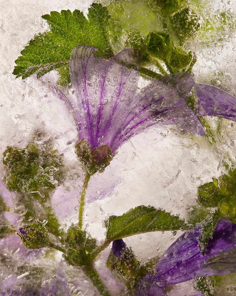 Frozen Mallow Flower art print by Secundino Losada for $57.95 CAD