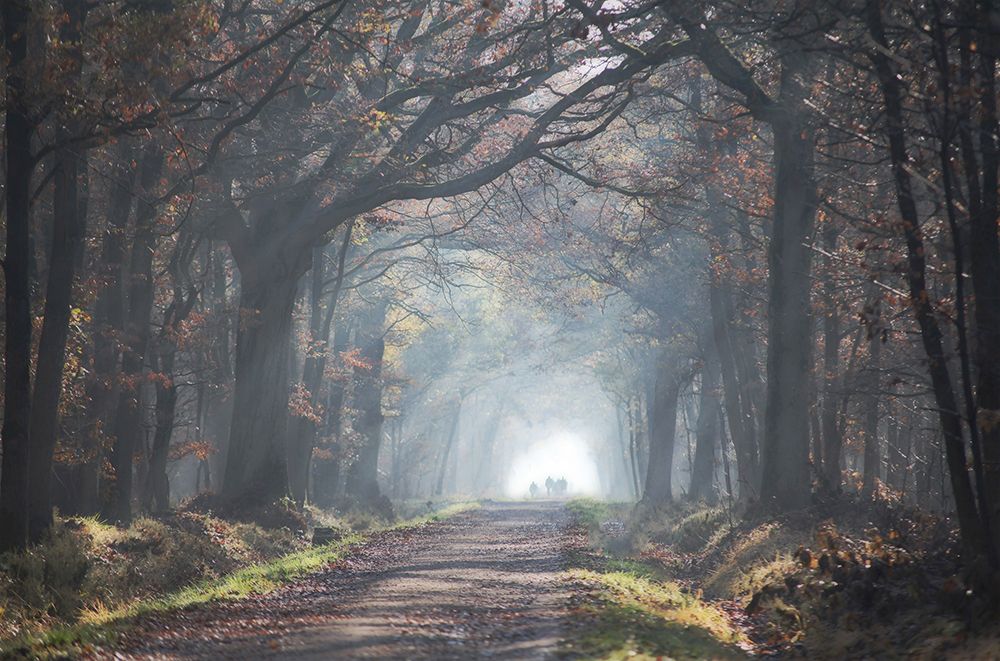 automne forest art print by Anna Cseresnjes for $57.95 CAD