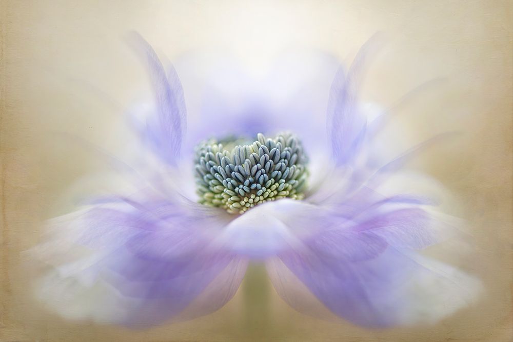 Breeze art print by Jacky Parker for $57.95 CAD