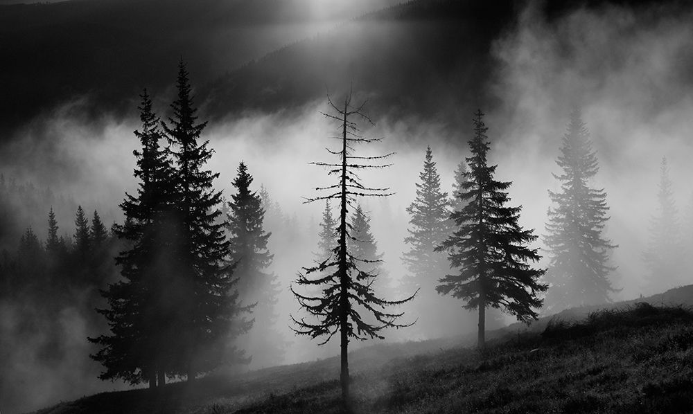 Misty Forest art print by Julien Oncete for $57.95 CAD