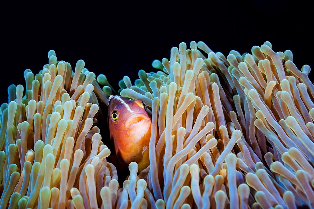 Clownfish art print by Barathieu Gabriel for $57.95 CAD