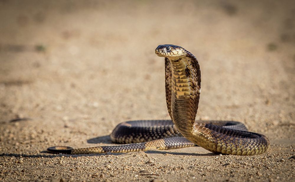 Spitting cobra in strike pose. art print by Jeffrey C. Sink for $57.95 CAD