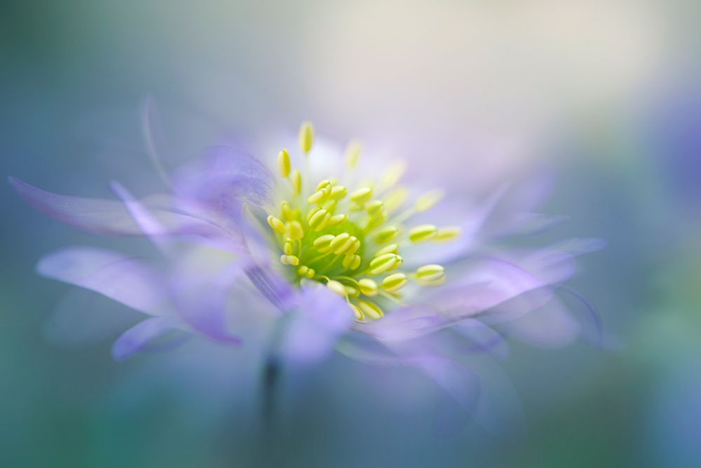 Windflower art print by Jacky Parker for $57.95 CAD
