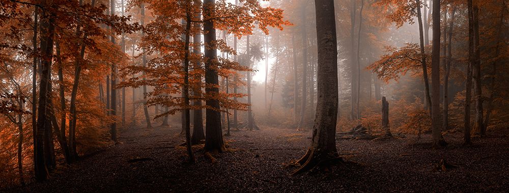 Autumn art print by Tom Meier for $57.95 CAD