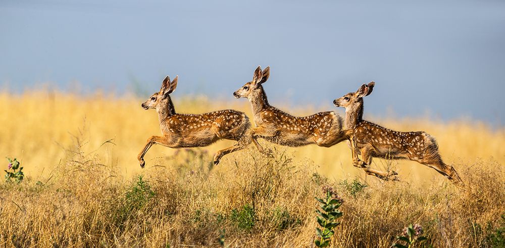Tripple Jump art print by Verdon for $57.95 CAD