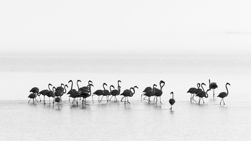 Flamingos art print by Joan Gil Raga for $57.95 CAD