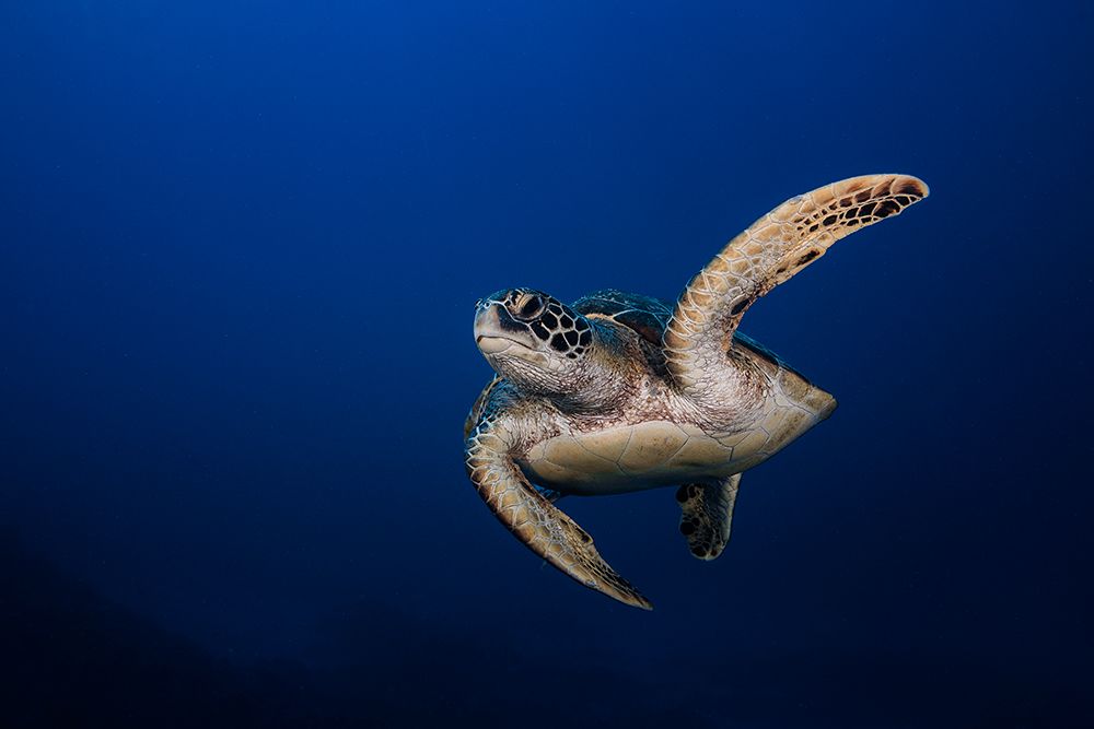 Green Turtle art print by Barathieu Gabriel for $57.95 CAD