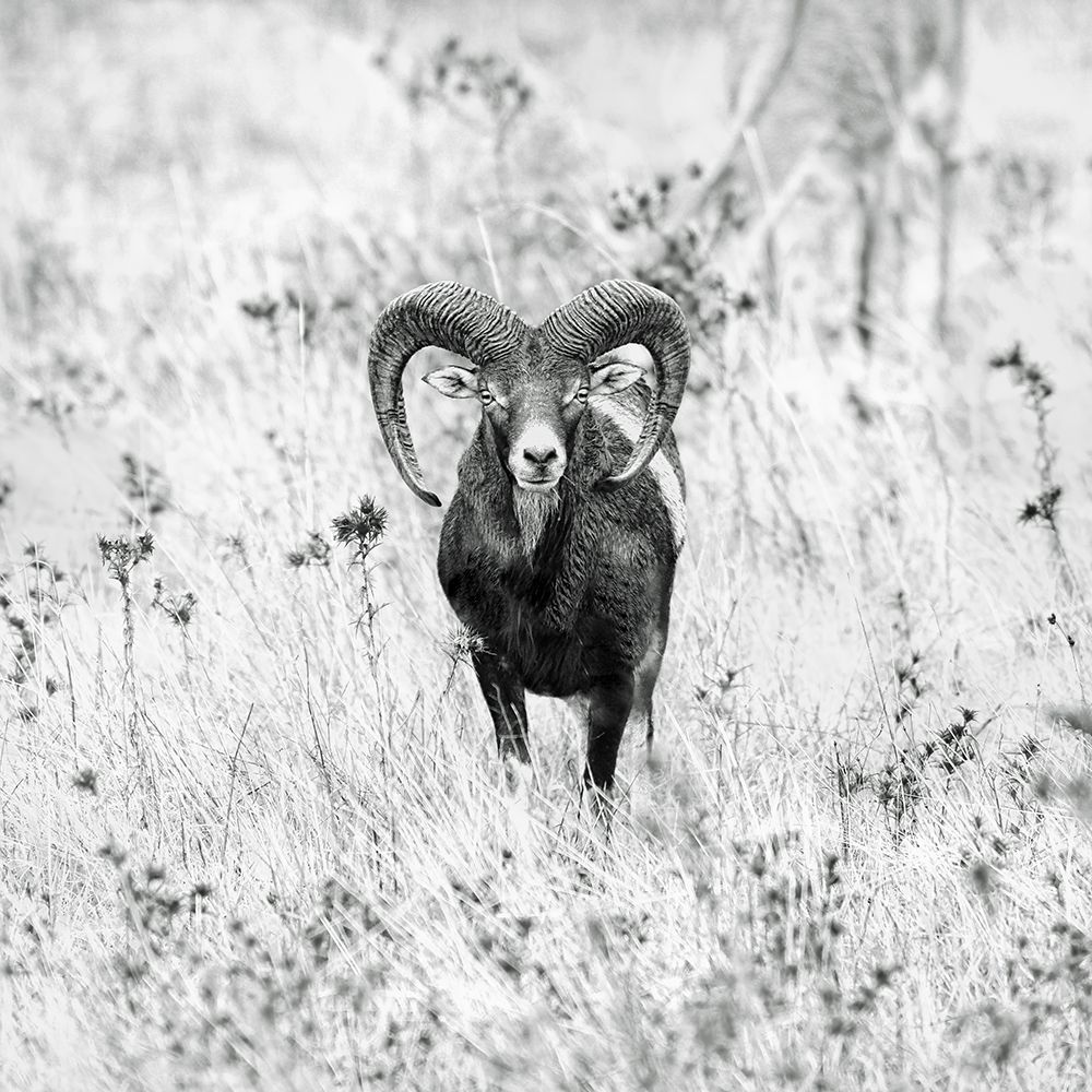 (   ) art print by Nicolas Merino for $57.95 CAD