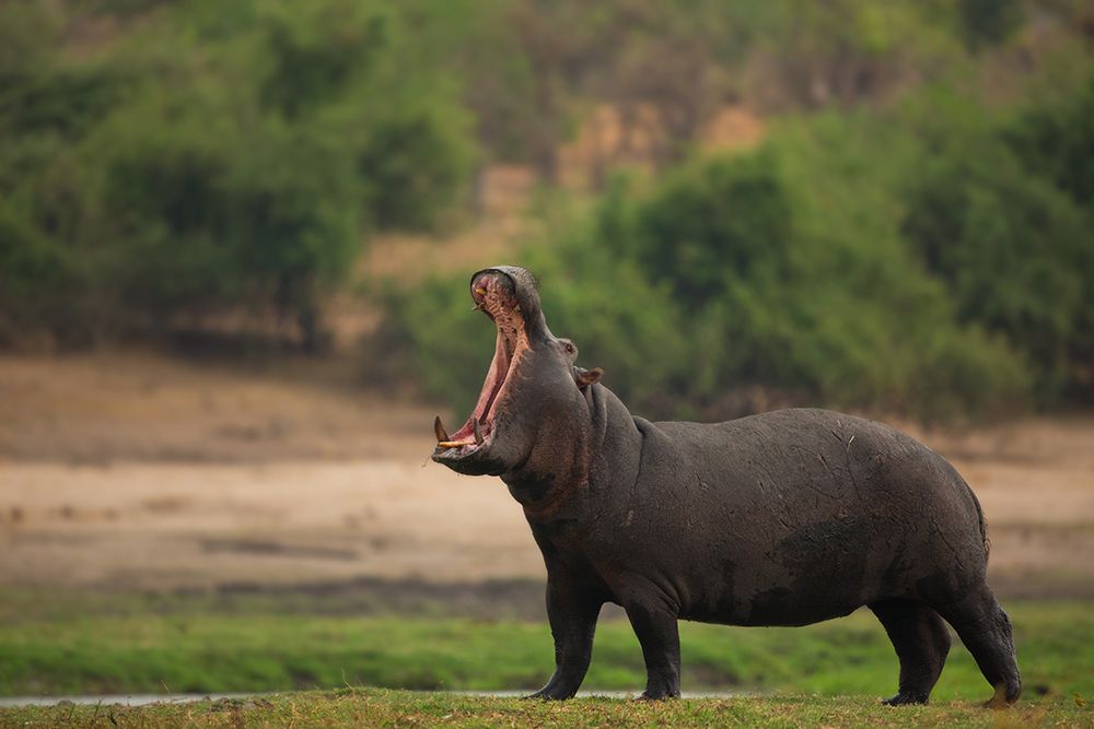Big Mouth art print by Amnon Eichelberg for $57.95 CAD