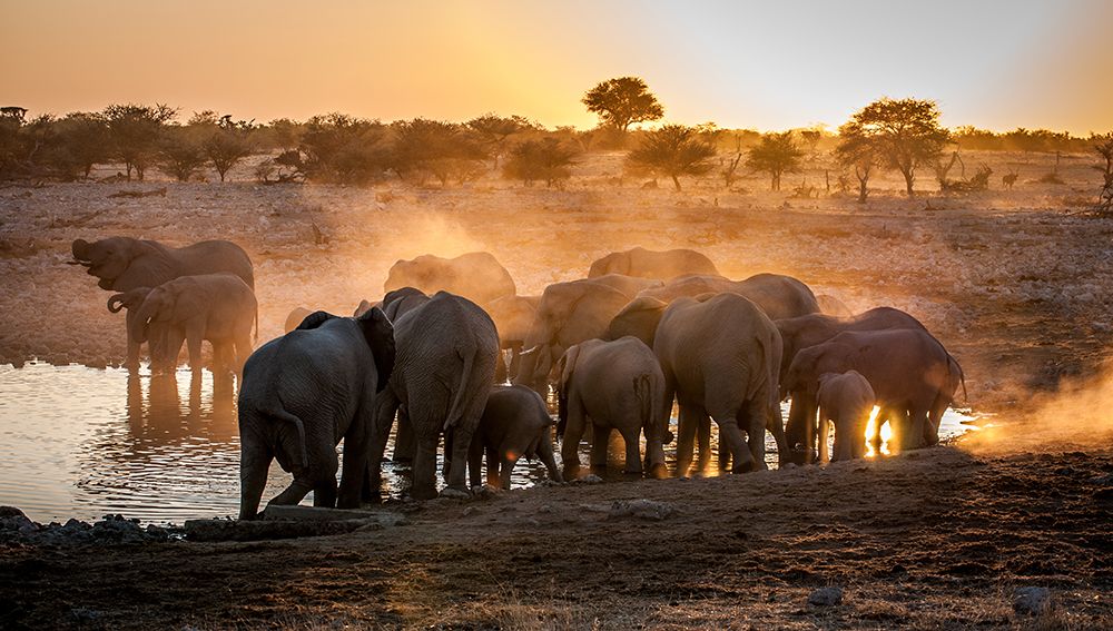 Elephant huddle art print by Simon van Ooijen for $57.95 CAD