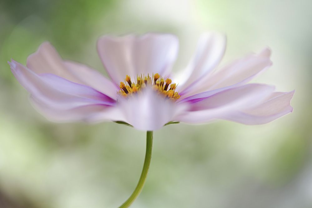 Cosmos Cloud art print by Mandy Disher for $57.95 CAD