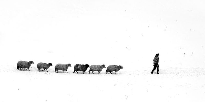 Leadersheep art print by Ionut Harag for $57.95 CAD