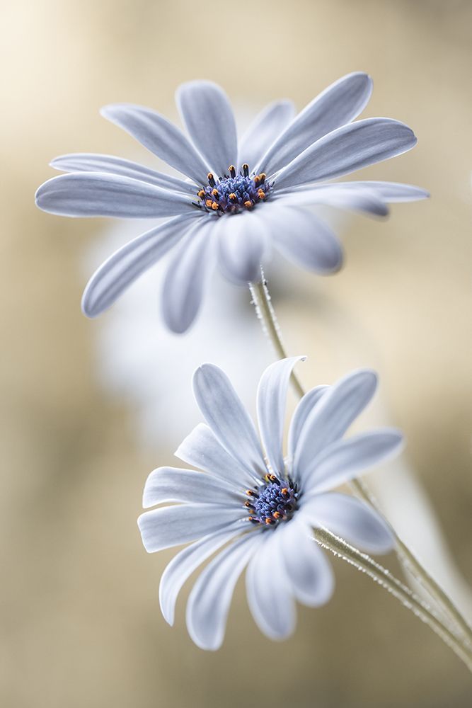 Cape Daisies art print by Mandy Disher for $57.95 CAD